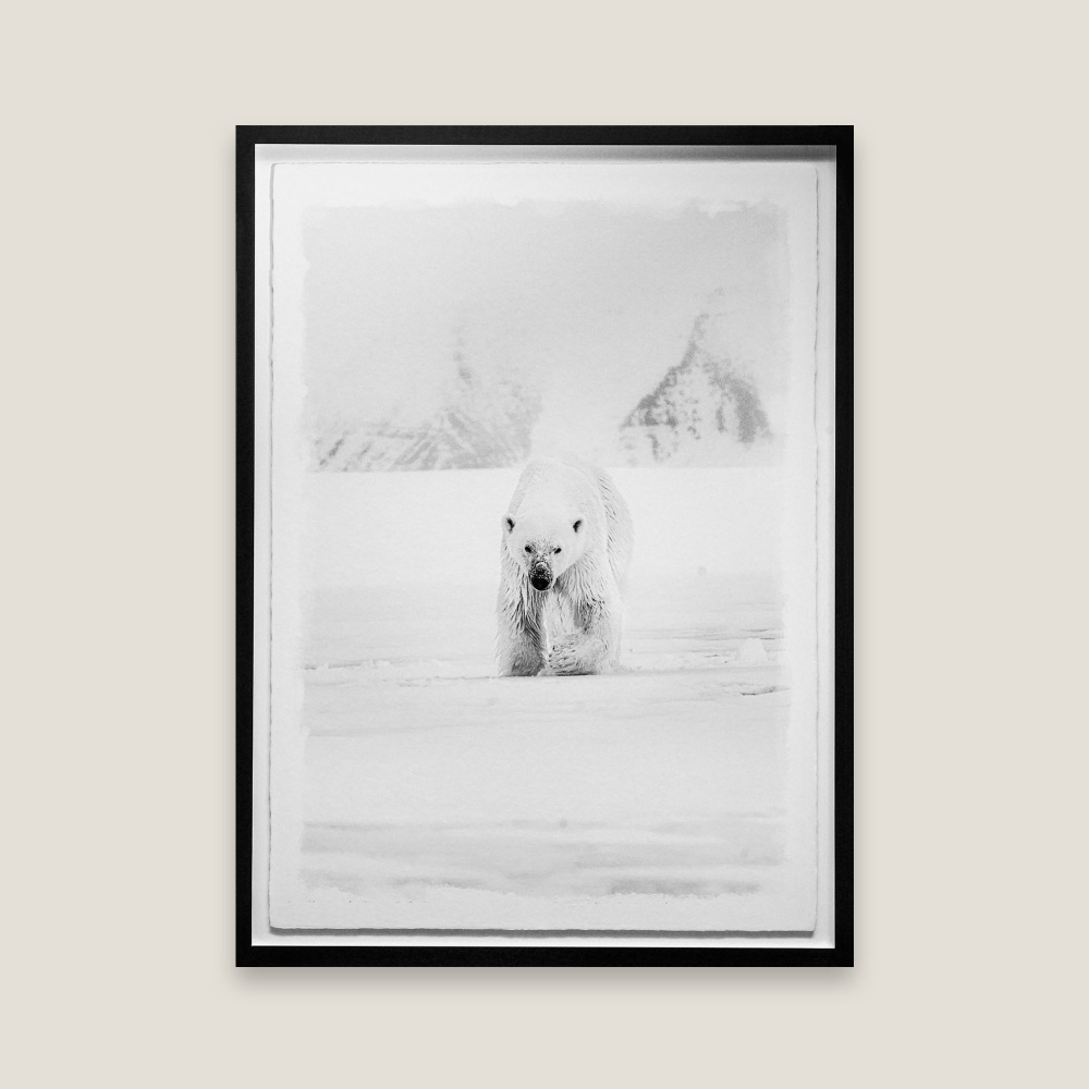 Photograph of a polar bear on an ice floe, fine art photograph by Griet Van Malderen.