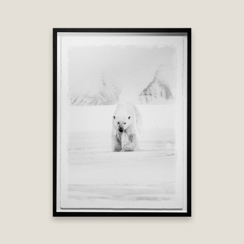 Photographie d’ours polaire sur la banquise, photographie d’art par Griet Van Malderen.