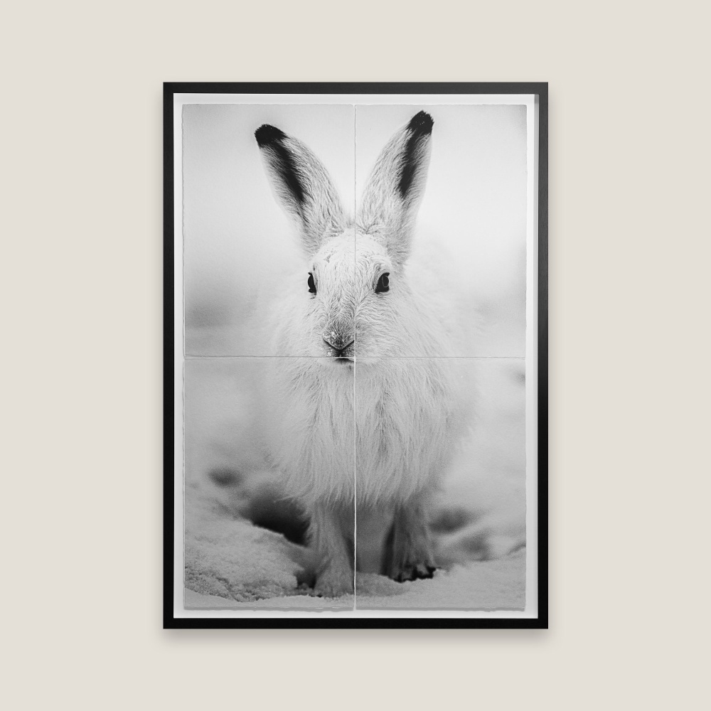 Photographie noir et blanc d'un lièvre arctique, portrait animalier saisissant.