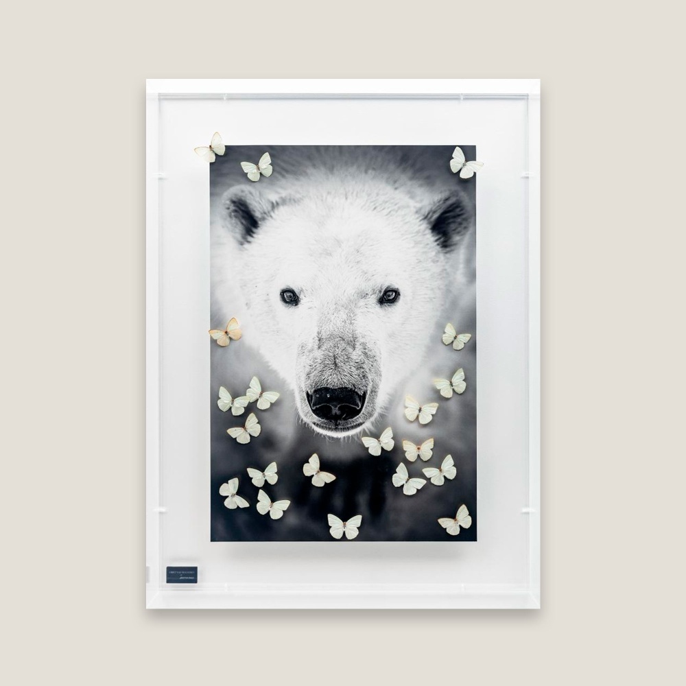 Photographie animalière prise par Griet Van Malderen, d’un ours polaire de face en noir et blanc.