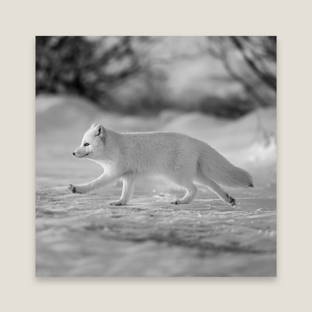 Photographie noir et blanc d'un renard arctique en pleine course dans la neige.