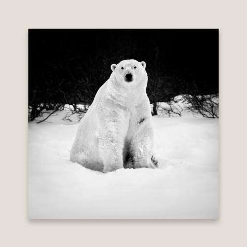 Black and white photo of a polar bear sitting on the snow with a very deep black background contrasting with the white bear.