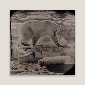 Discover the wild beauty of a polar bear walking on the ice floe. A fine art photograph by Griet Van Malderen.