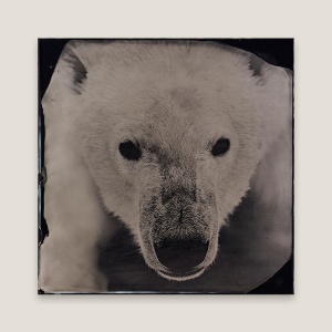 Photograph in Black and White of a Bear | Collodion Print | Norki