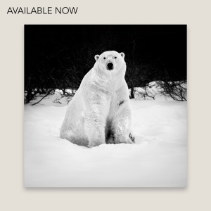 Photo en noir et blanc d’un ours polaire assis sur la neige avec un fond noir très profond qui contraste avec l’ours blanc.