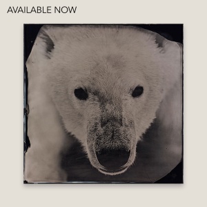 Photographie d’un Ours en Noir et Blanc | Tirage Collodion | Norki