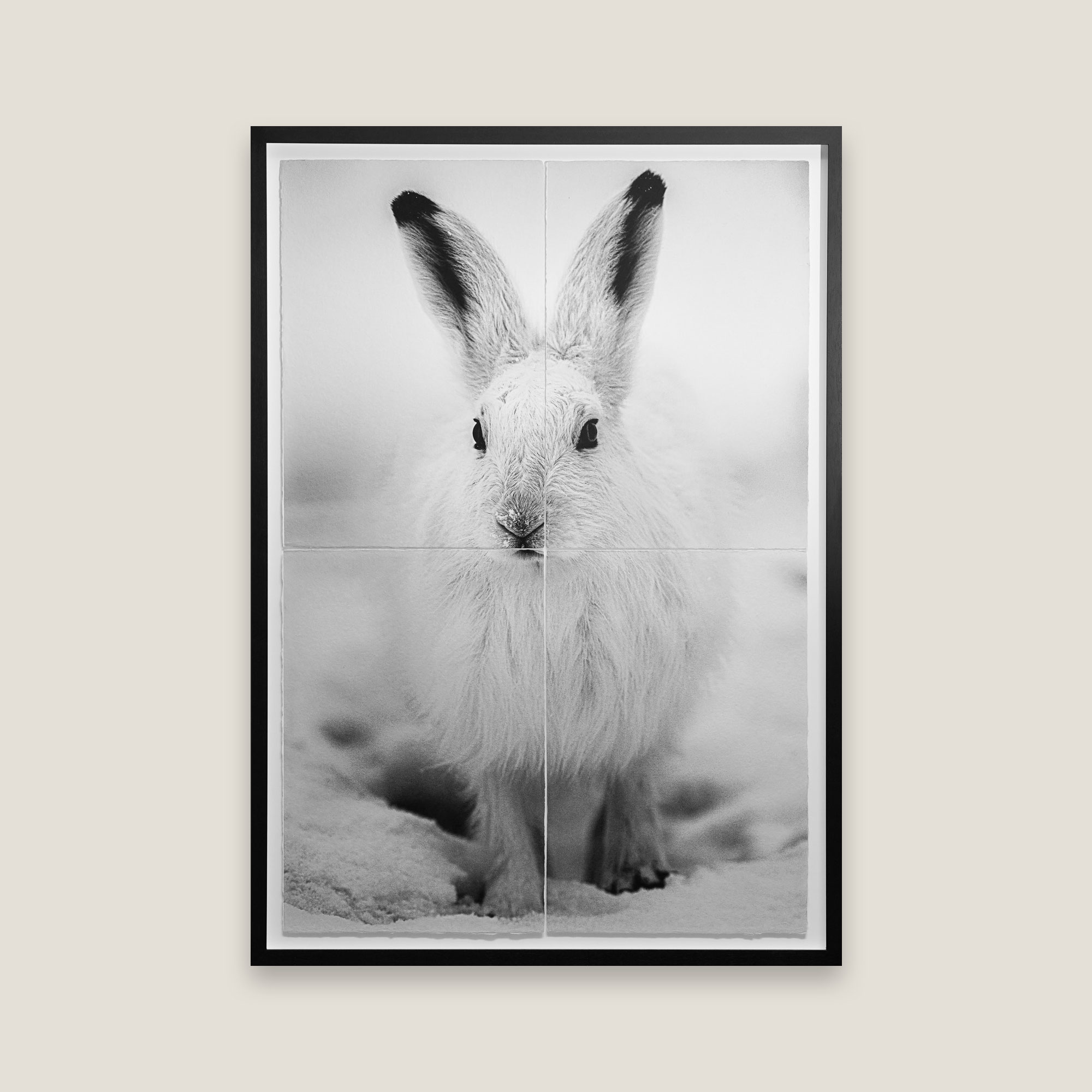 Black and white photograph of a hare in a cold, polar world.