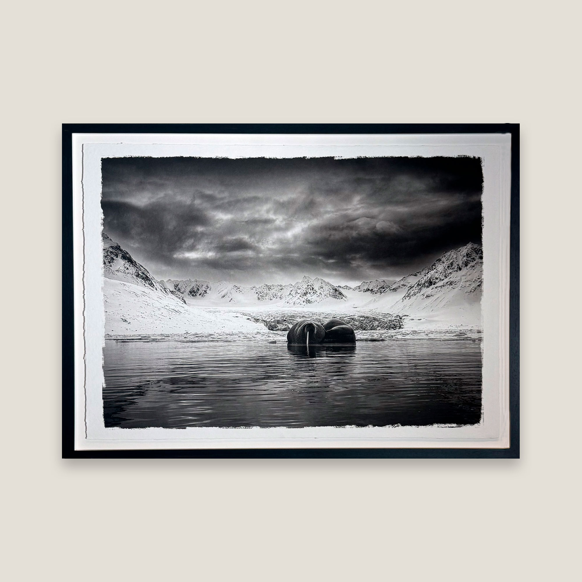 Black and white photograph of two walruses on the ice.