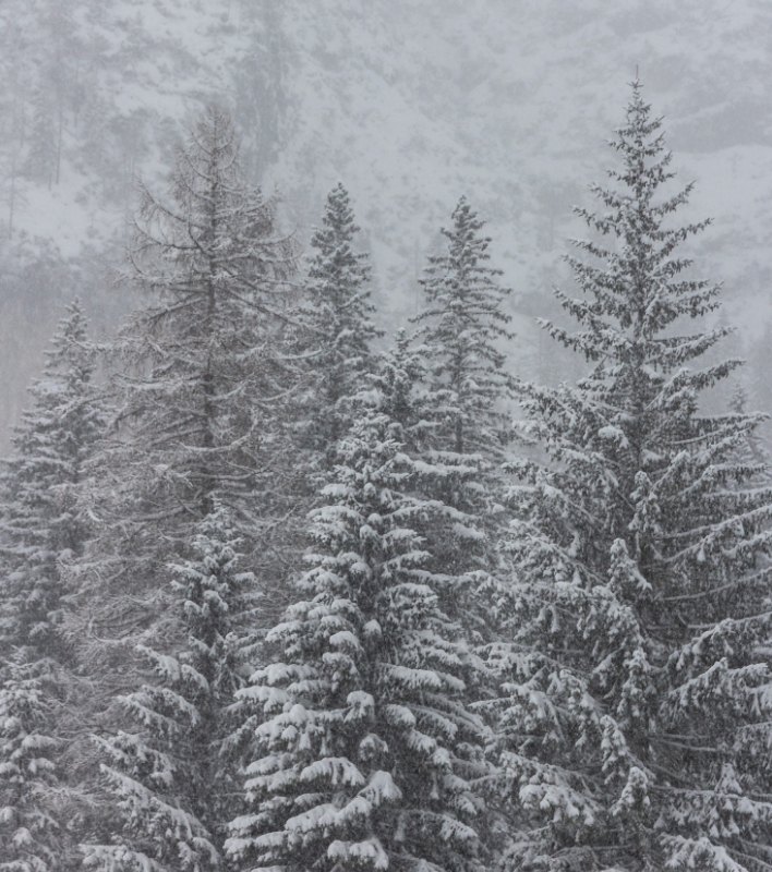 Forêt de sapins sous la neige dans les Alpes