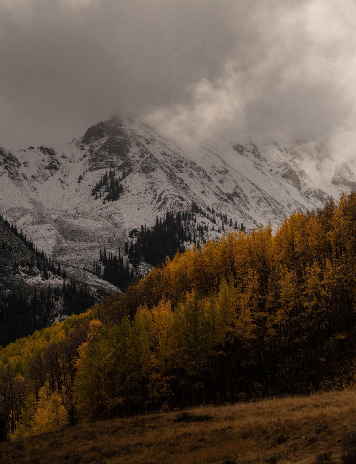 Alpine mountain forest, Saint-Moritz atmosphere