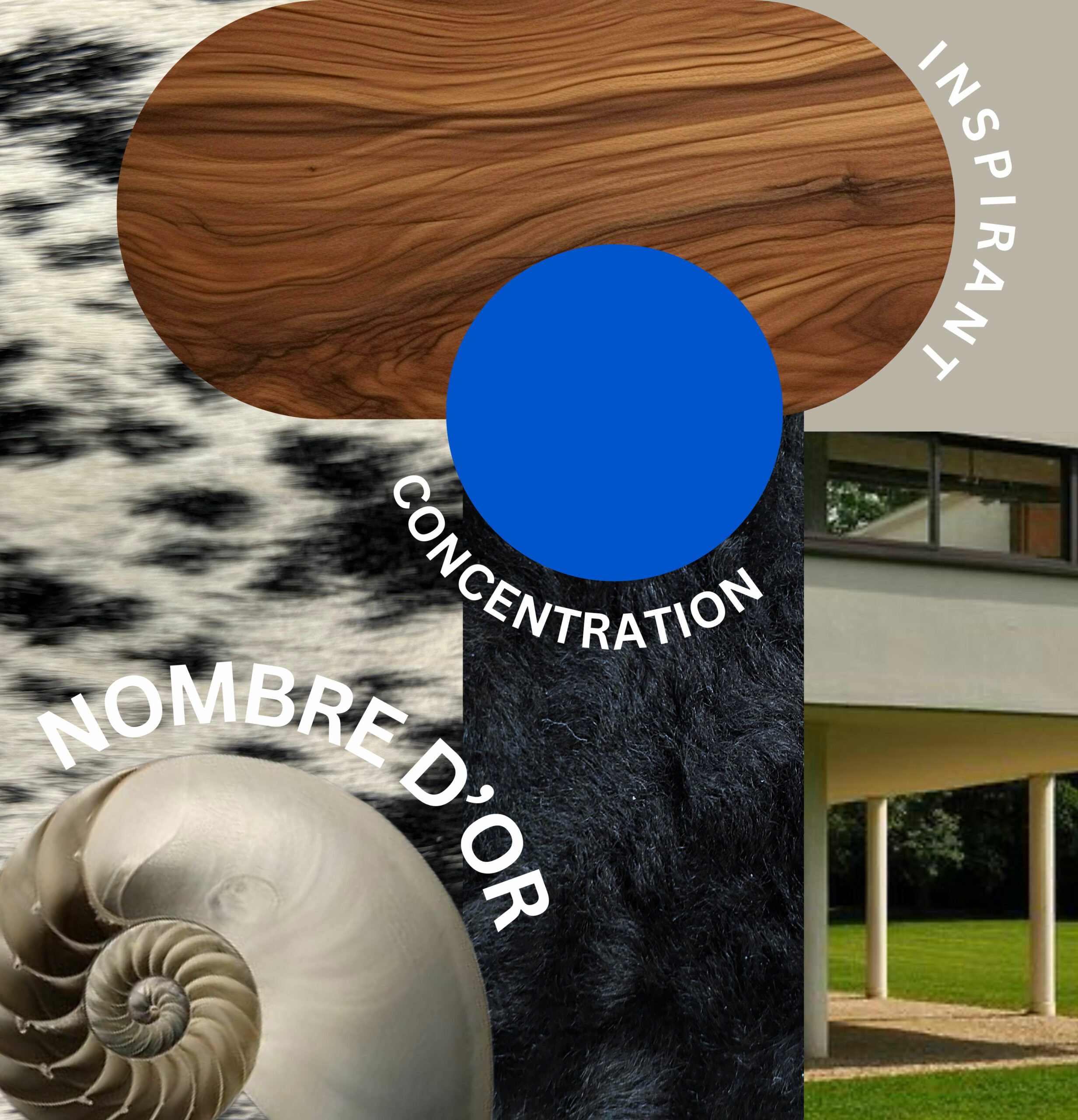 Inspiration collage with the Golden Ratio